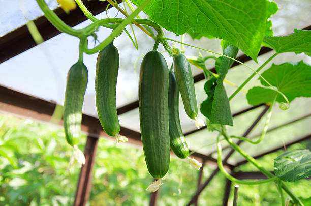 Greenhouse Cucumber