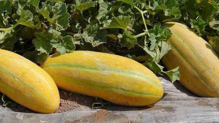 Persian Melon