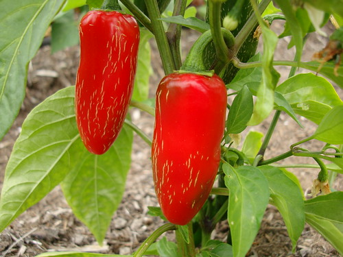 Red Jalapeno Pepper