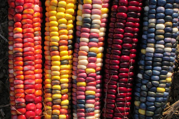 Painted Hill Sweet Corn